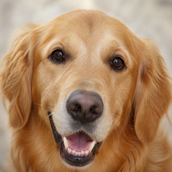 Bella, a golden retriever