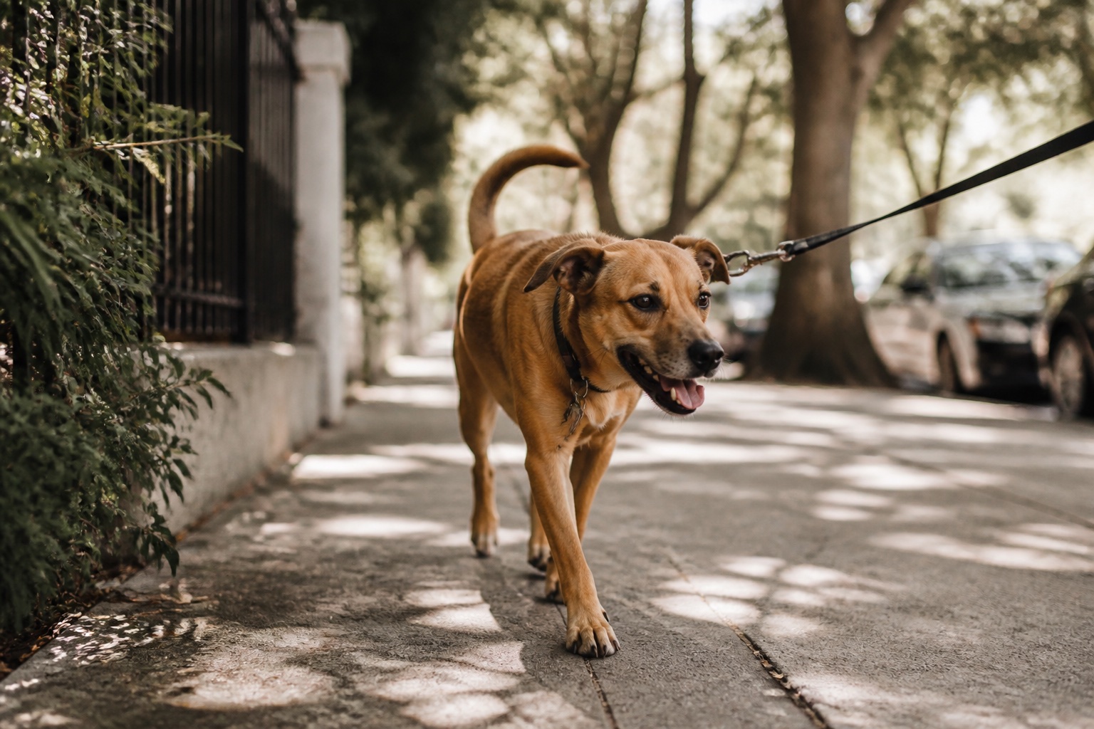 A dog walking on a leash along a tree-lined neighborhood sidewalk
